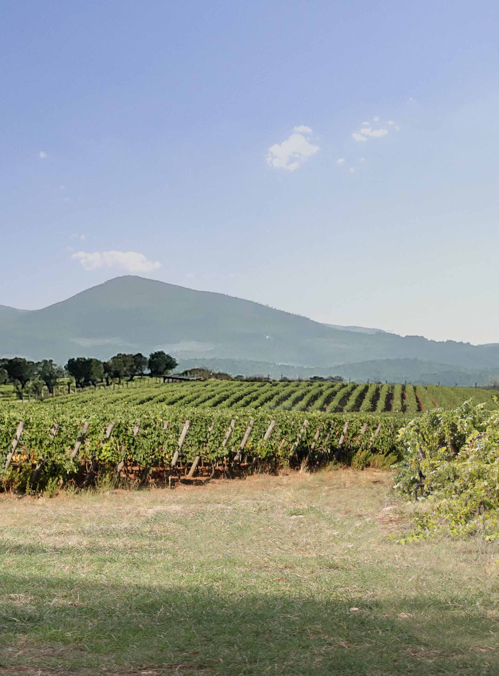TENUTABISERNO BISERNO - LE TENUTE COLLEMEZZANO